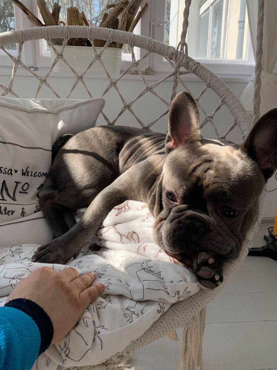 Hengestol til utendørs og innendørs bruk