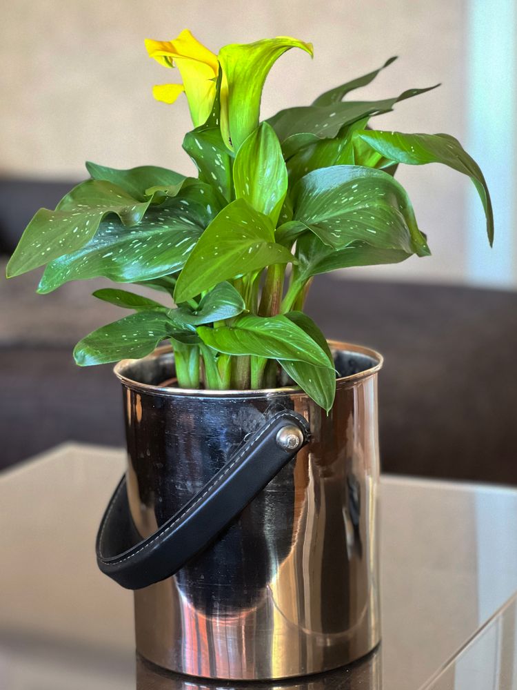 Stål vinkjøler / blomsterpotte med sort skinnhank